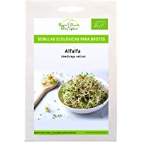 Semillas ecológicas para brotes Alfalfa de Bueno Bonito Biológico. Semillas para germinar brotes de Alfalfa ecológicos